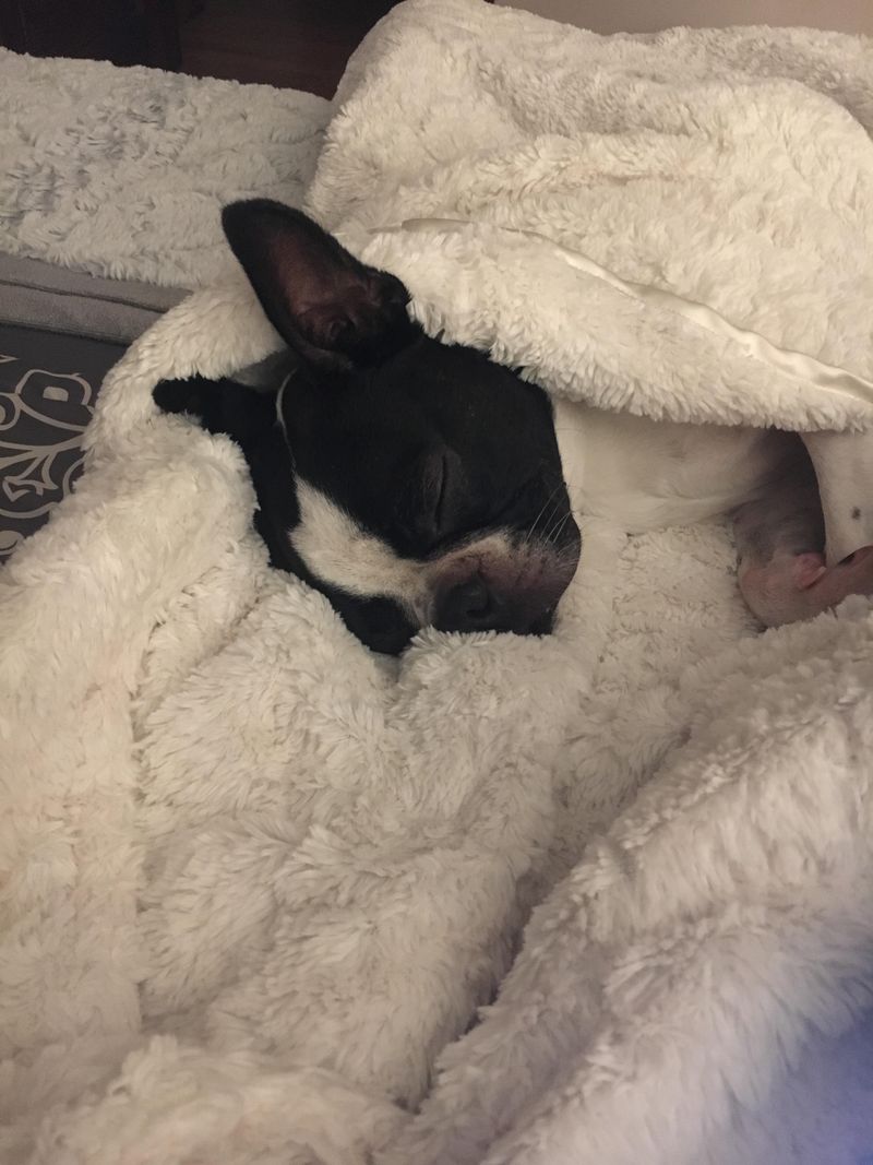 Boston Terrier