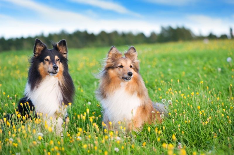 Shetland Sheepdog
