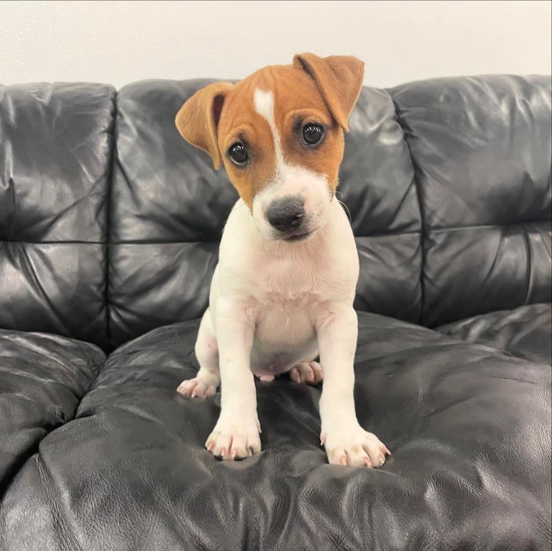 Jack Russell Terrier