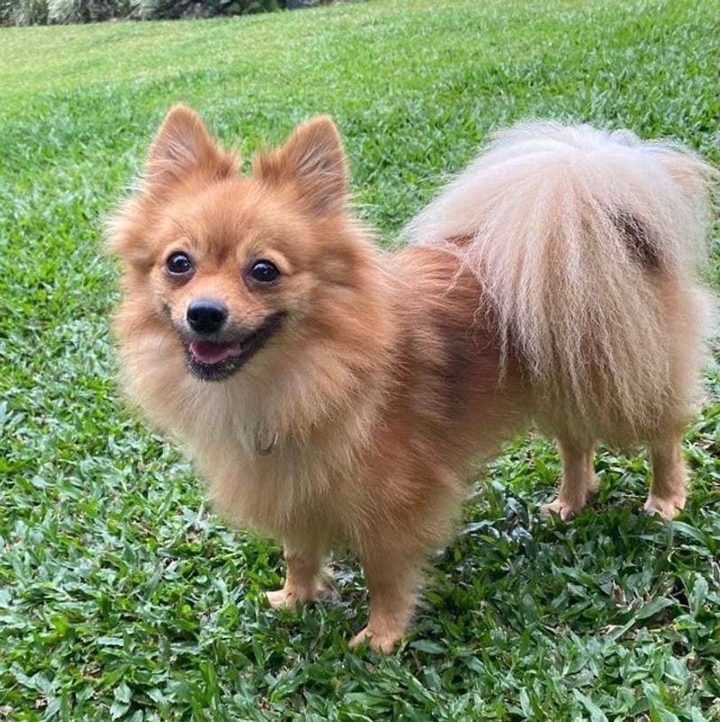 Pomeranian