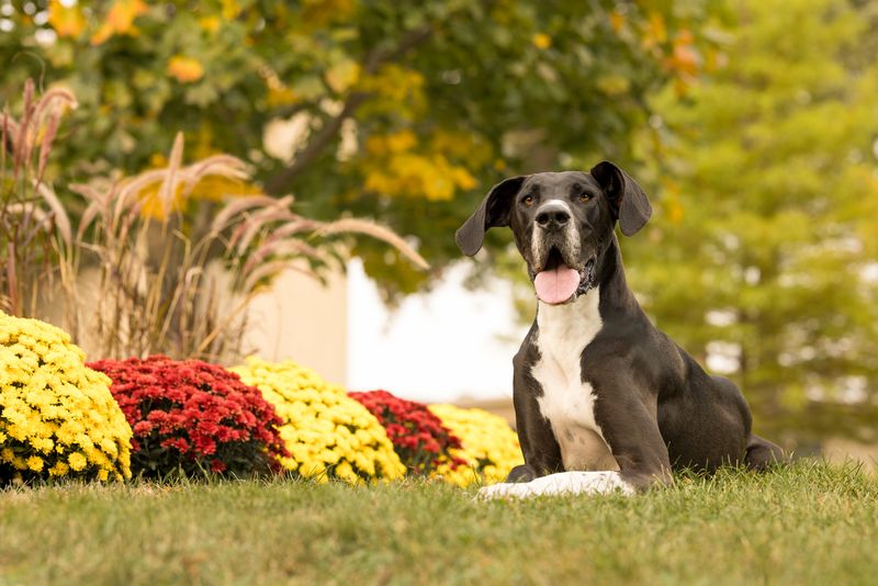 Great Dane