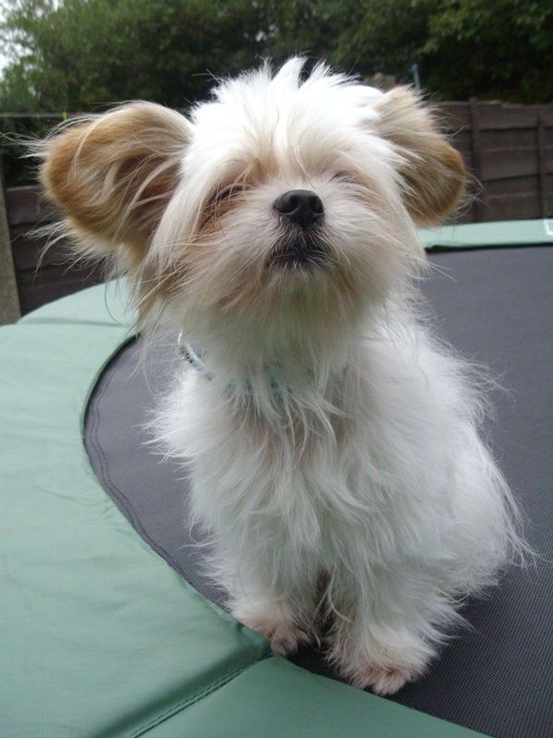 Shih Tzu Papillon Mix