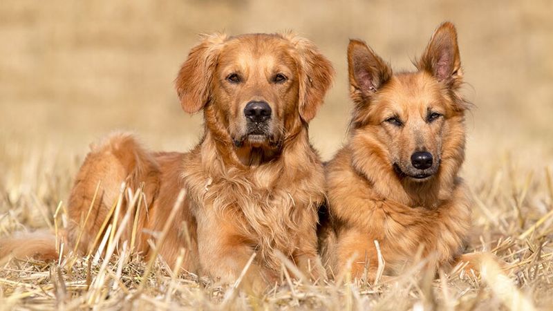 Grooming Needs