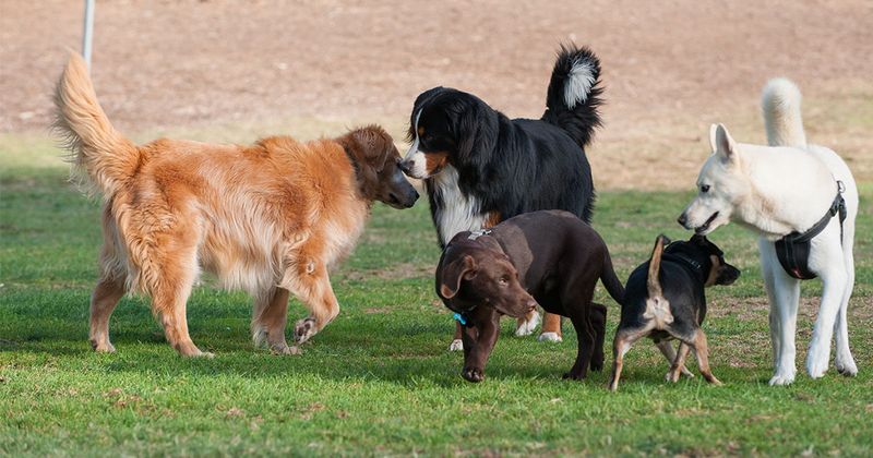 Socializing with Other Dogs