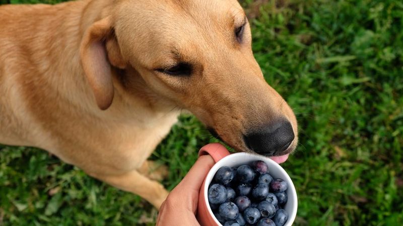 Fresh Blueberry Burst
