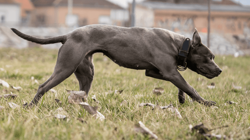 Strong Prey Drive