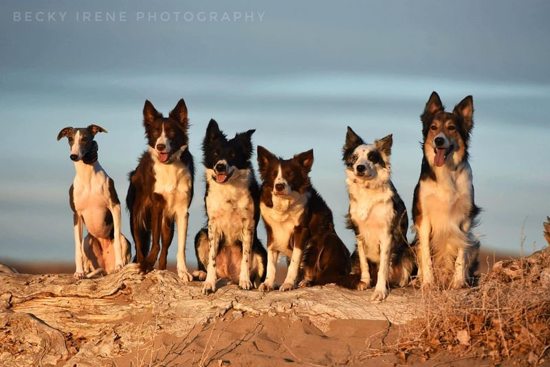Border Collie