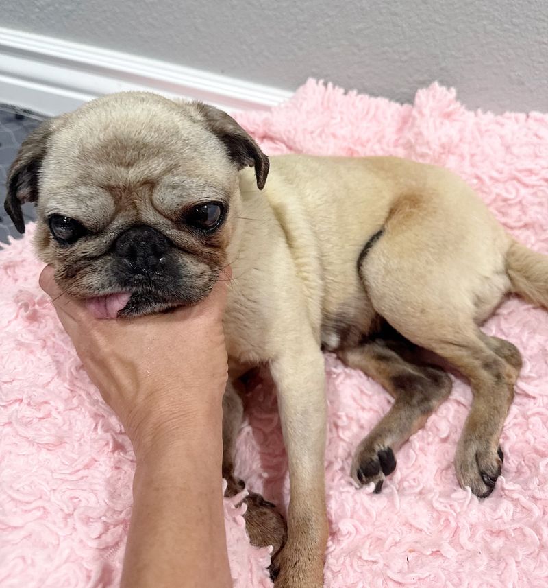 Pug