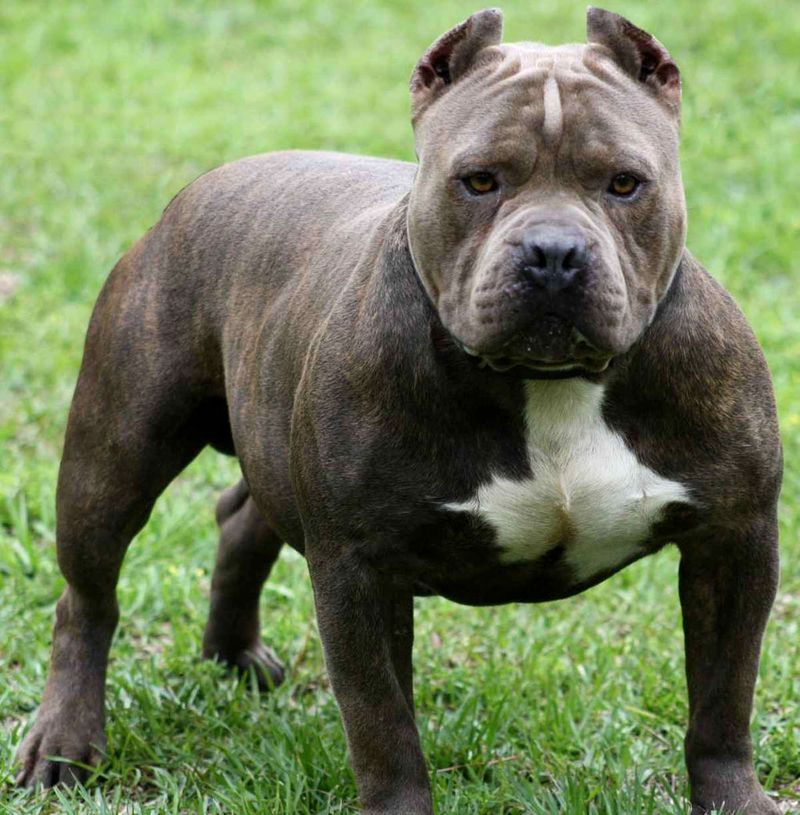 Pit Bull Terrier