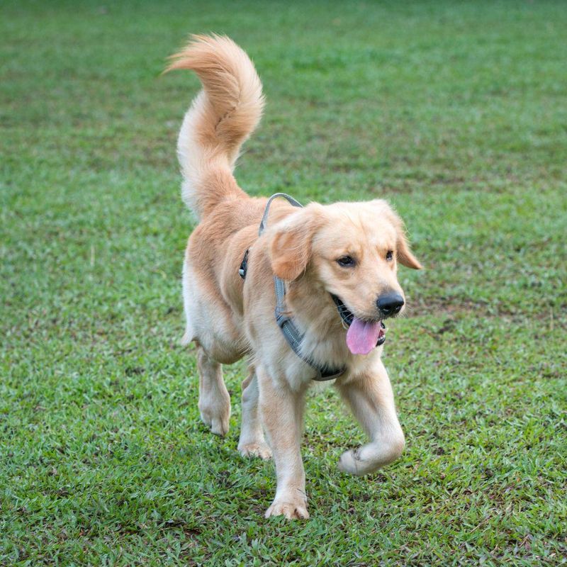 Tail Wagging Excitement