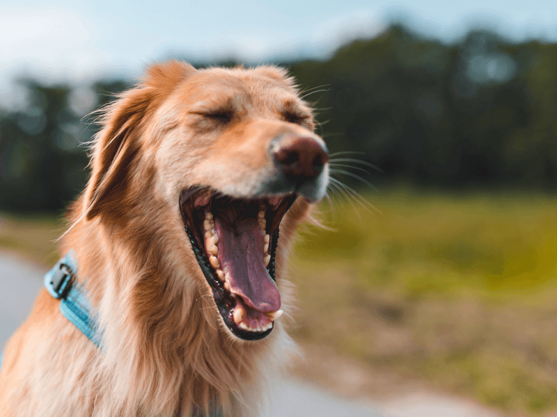 Yawning Excessively