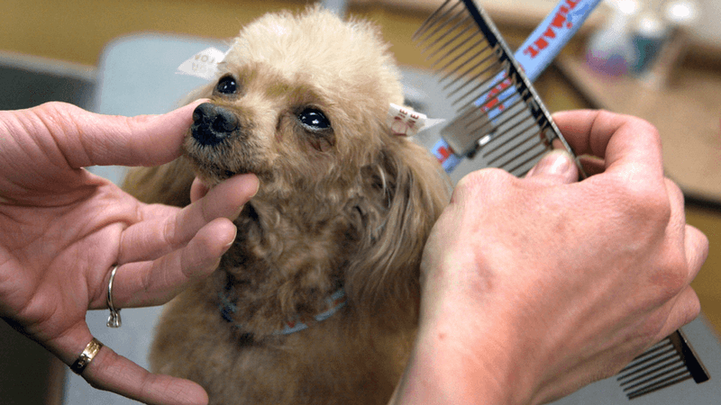 Provide Grooming Services