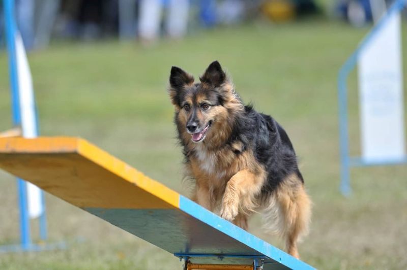 DIY Agility Course