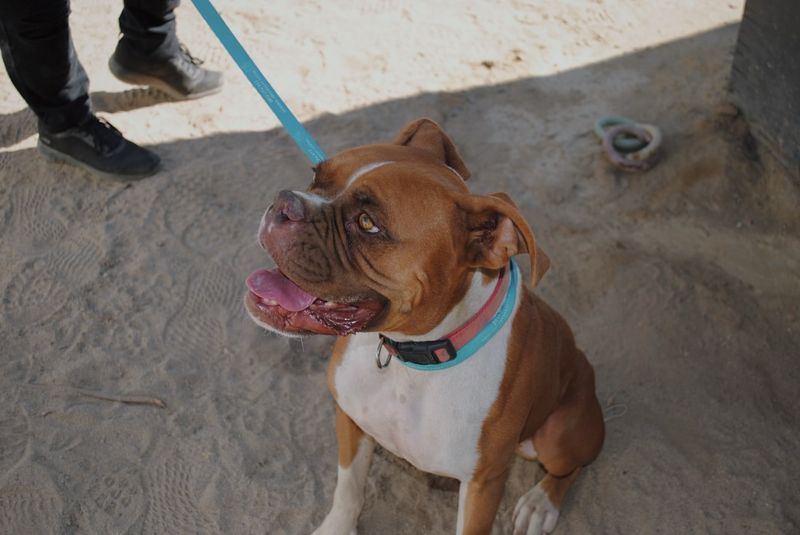 Boxer
