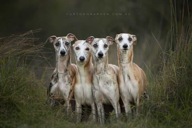 Whippet