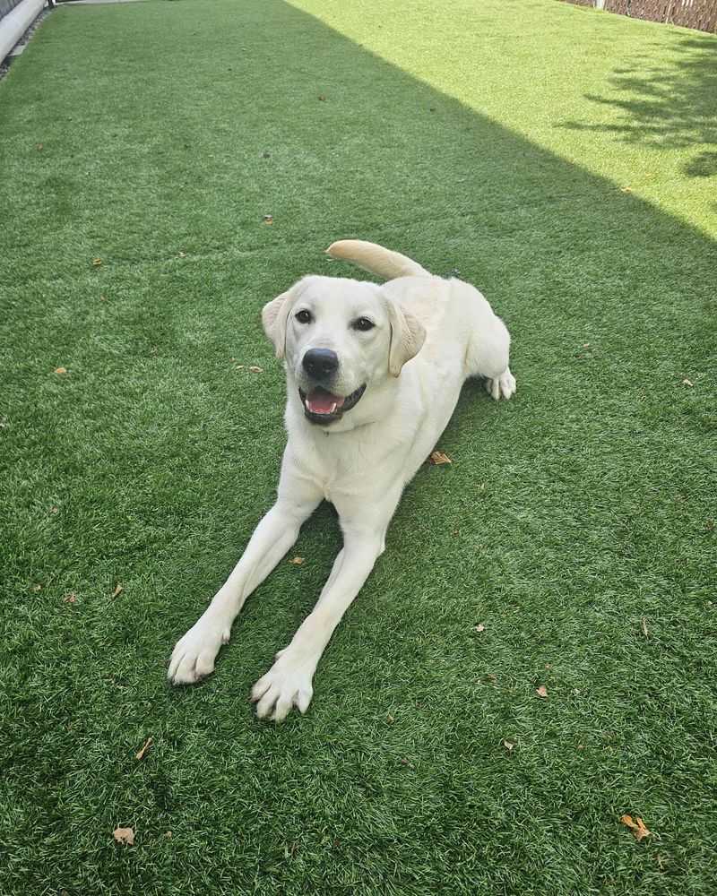 Labrador Retriever