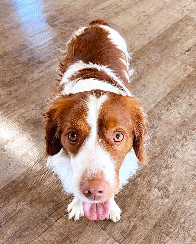 Brittany Spaniel