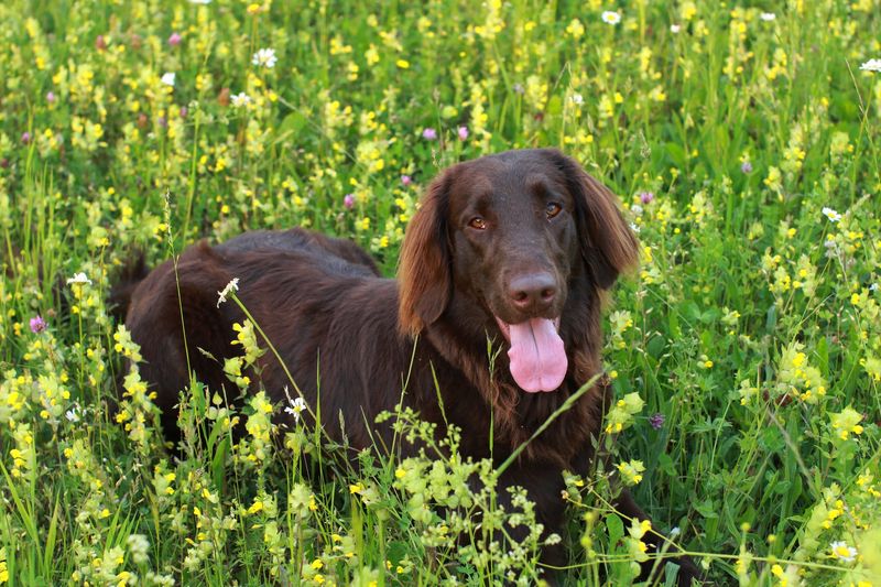 Flat-Coated Retriever