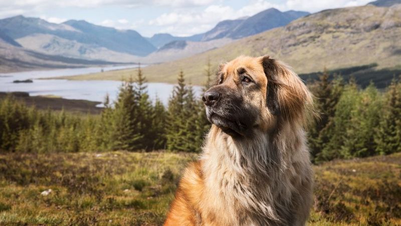 Leonberger