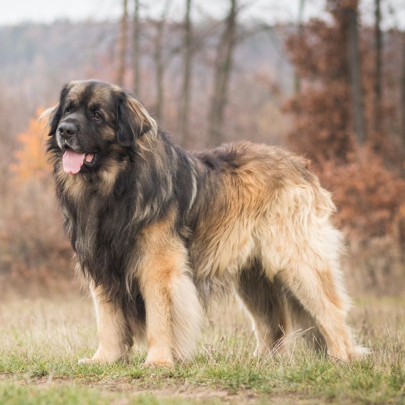 Leonberger