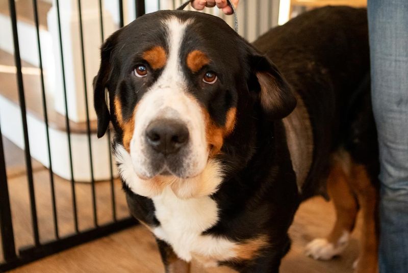 Greater Swiss Mountain Dog
