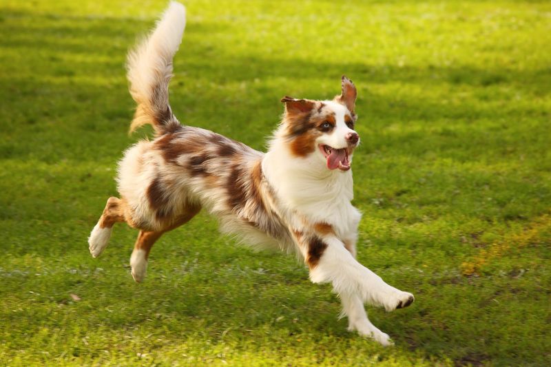 Wagging Tail
