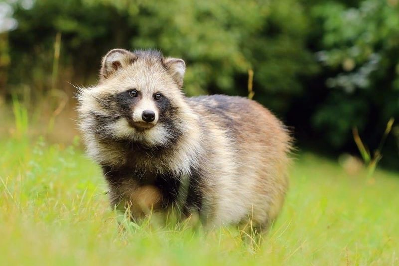 Raccoon Dog