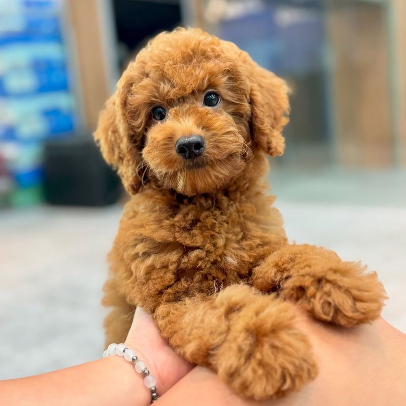 Toy Poodle