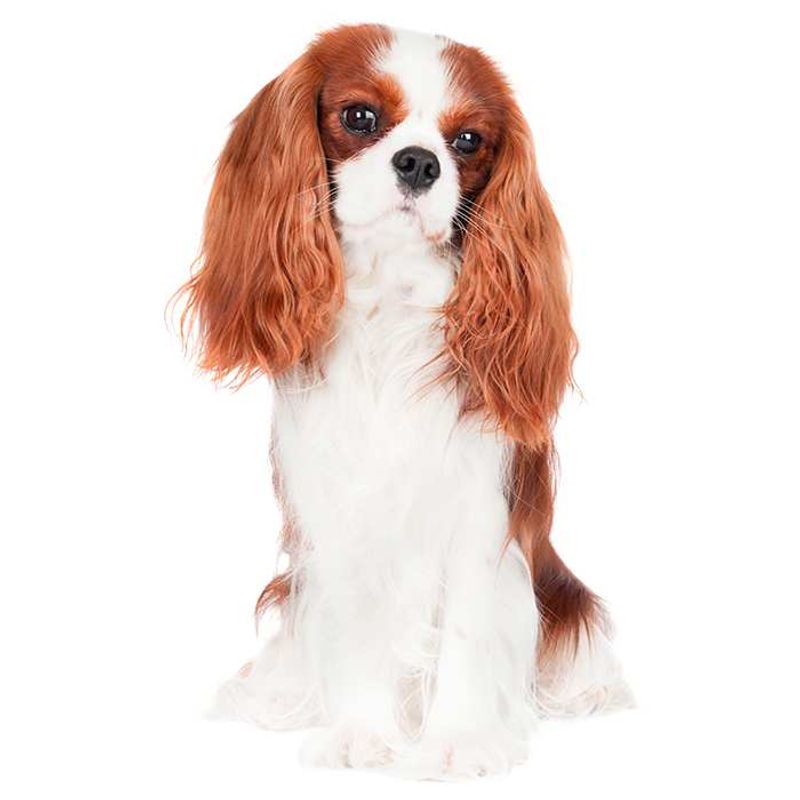 Cavalier King Charles Spaniel