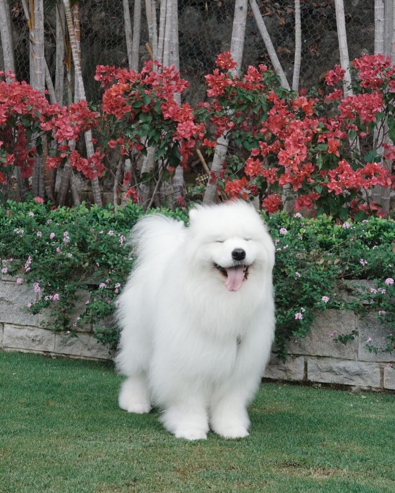 Samoyed