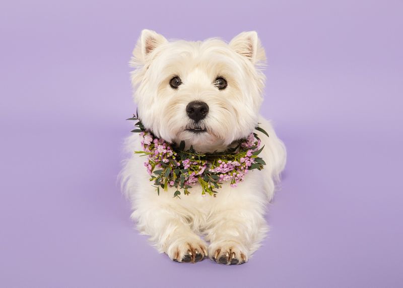 West Highland White Terrier