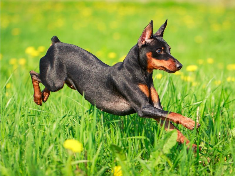 Miniature Pinscher