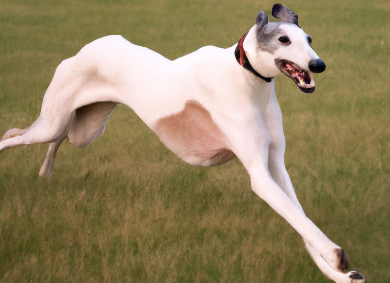 Greyhound