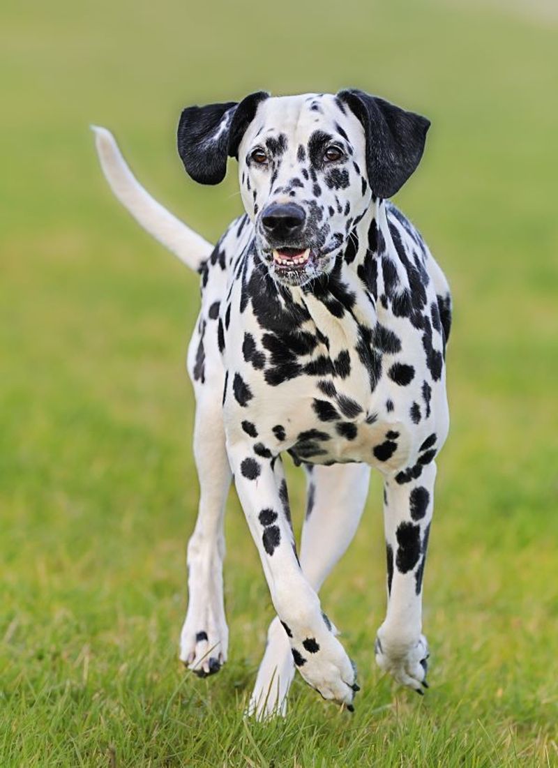 Dalmatian