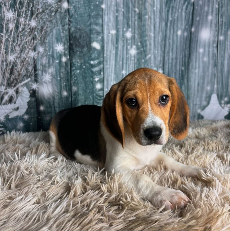Beagle