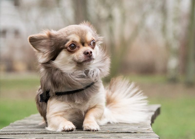 Chihuahua
