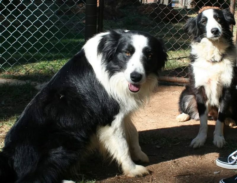Border Collie