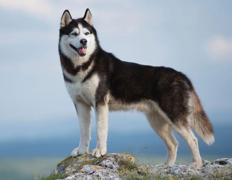 Siberian Husky