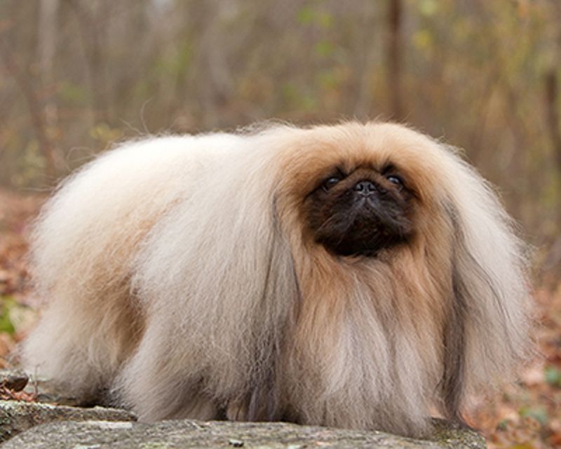 Pekingese