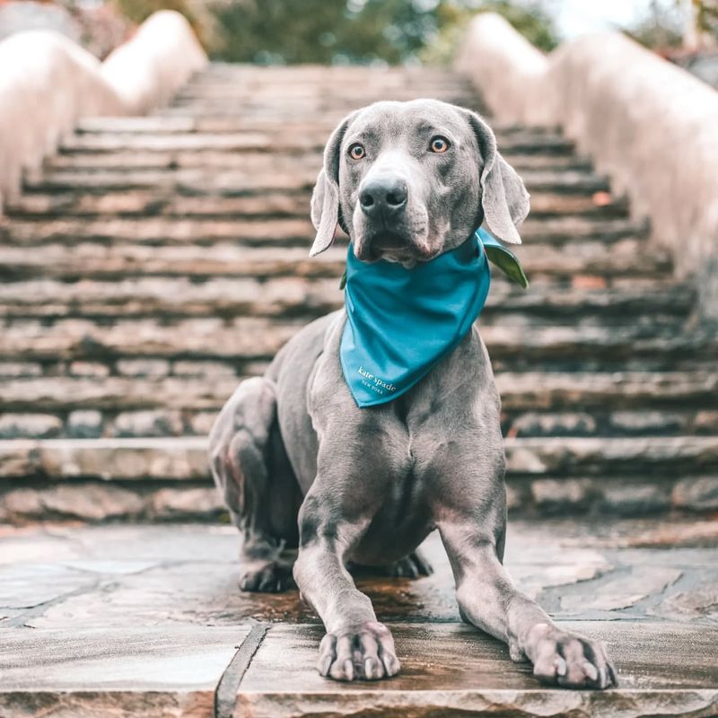 Weimaraner