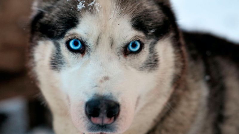 Siberian Husky