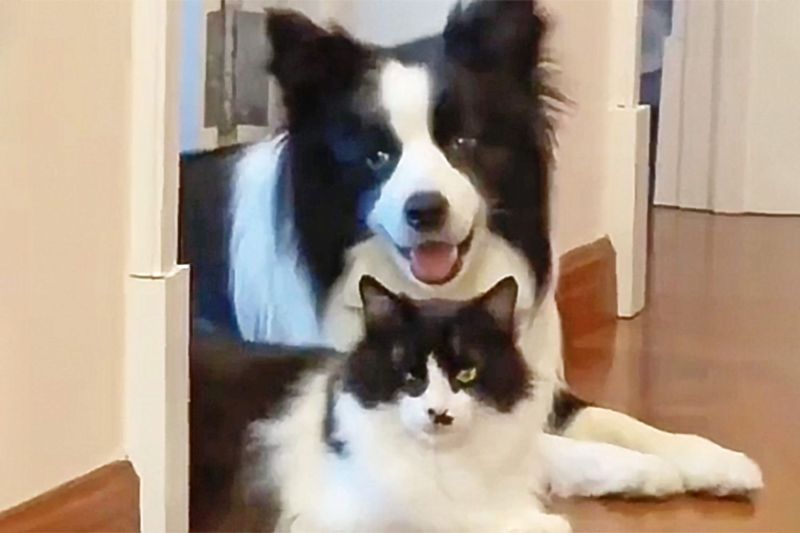 Border Collie
