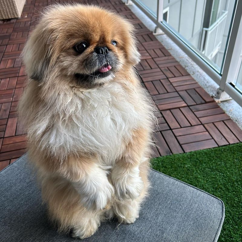 Pekingese