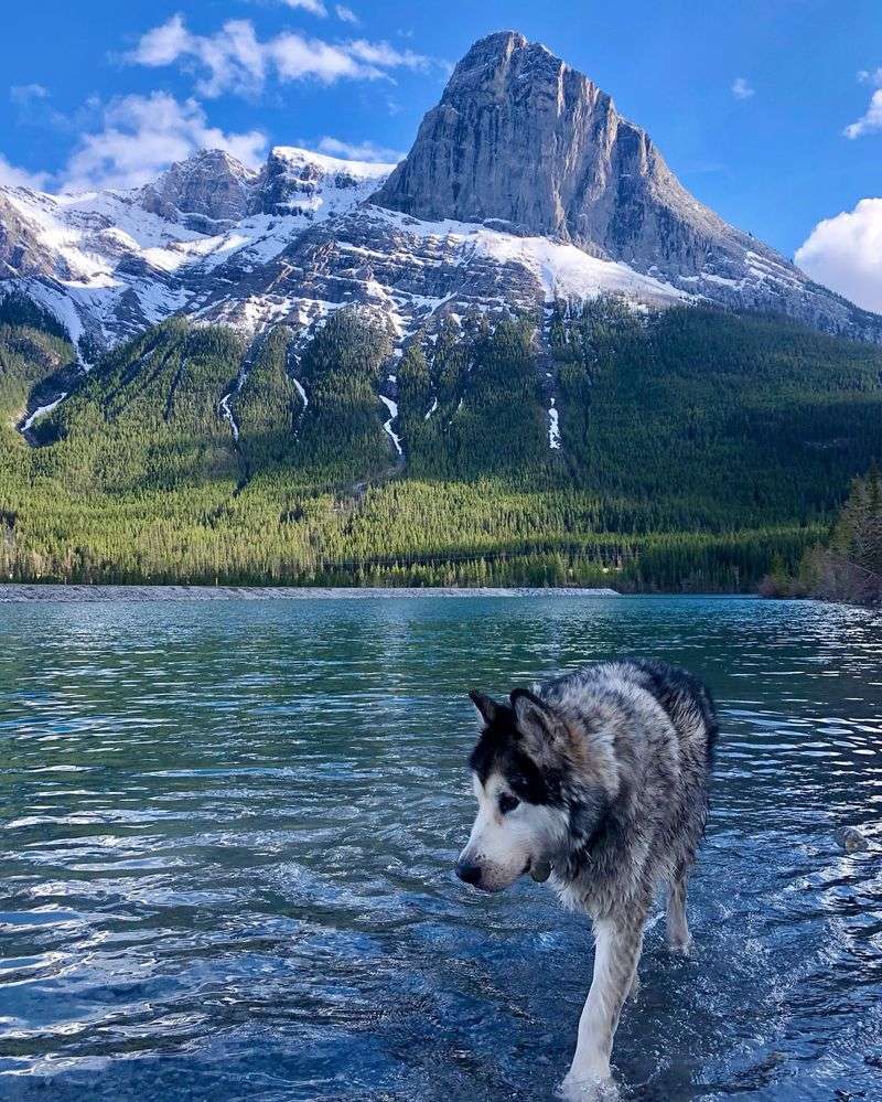 Alaskan Malamute