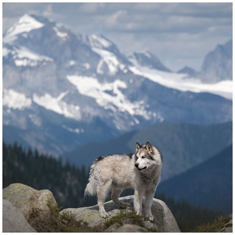 Alaskan Malamute