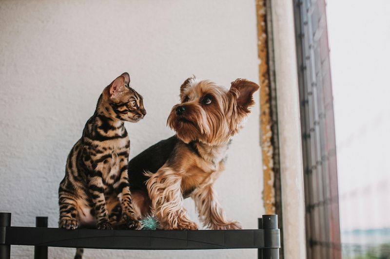 Yorkshire Terrier