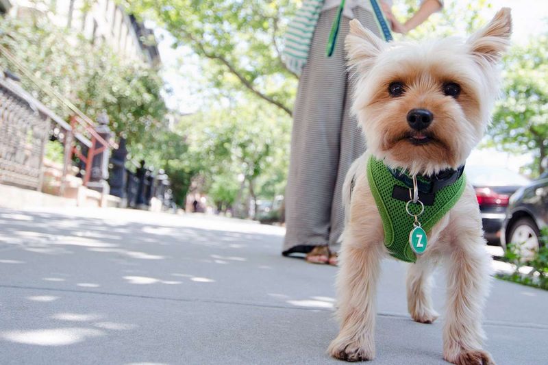 Yorkshire Terrier