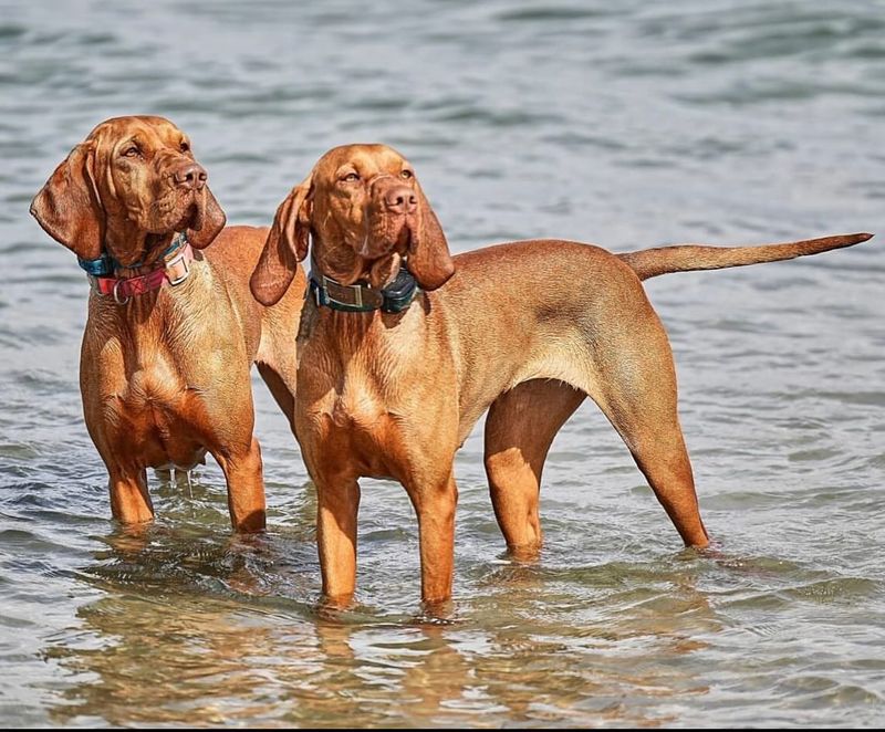 Vizsla