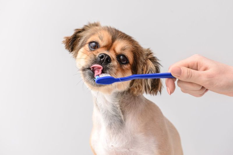 Dental Care
