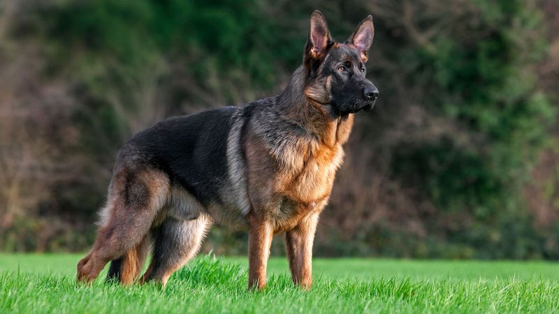 German Shepherd